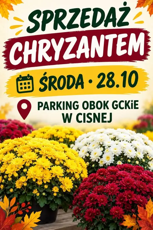 Sprzedaż chryzantem w Cisnej – 28 października na parkingu obok GCKiE